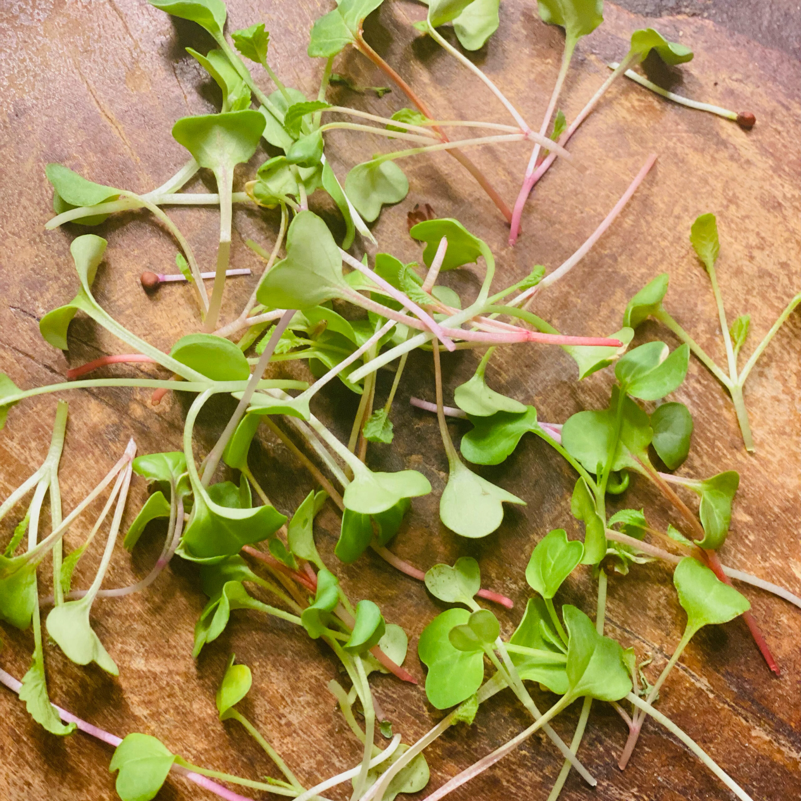 radish2